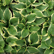Hosta, Sorbet #1